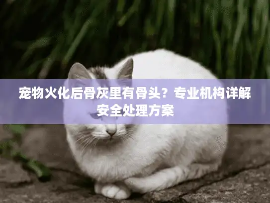 宠物火化后骨灰里有骨头？专业机构详解安全处理方案