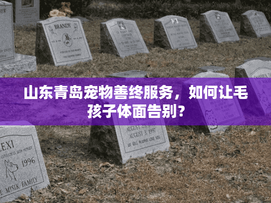 山东青岛宠物善终服务，如何让毛孩子体面告别？