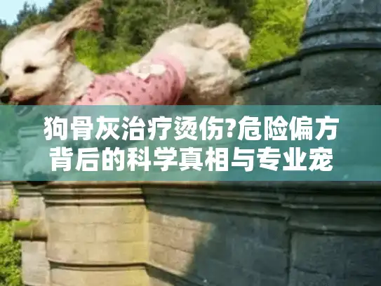 狗骨灰治疗烫伤?危险偏方背后的科学真相与专业宠物殡葬指南