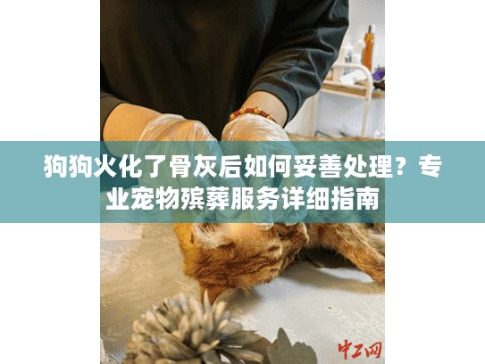 狗狗火化了骨灰后如何妥善处理？专业宠物殡葬服务详细指南