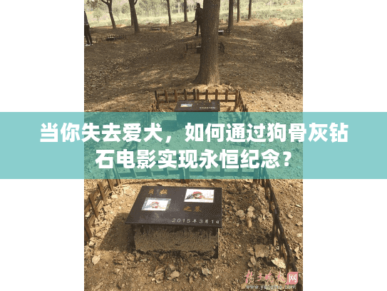 当你失去爱犬,如何通过狗骨灰钻石电影实现永恒纪念? 当你失去爱犬,如何通过狗骨灰钻石电影实现永恒纪念?