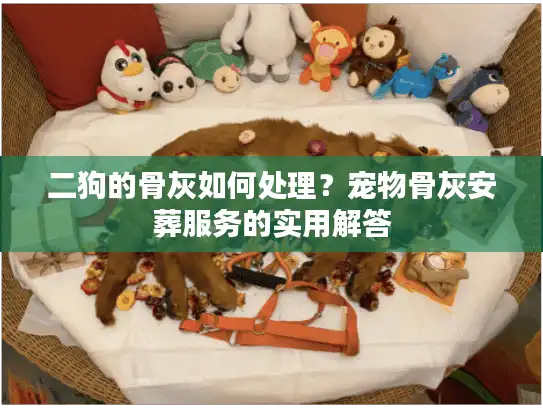 二狗的骨灰如何处理？宠物骨灰安葬服务的实用解答