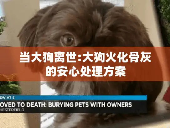 当大狗离世:大狗火化骨灰的安心处理方案