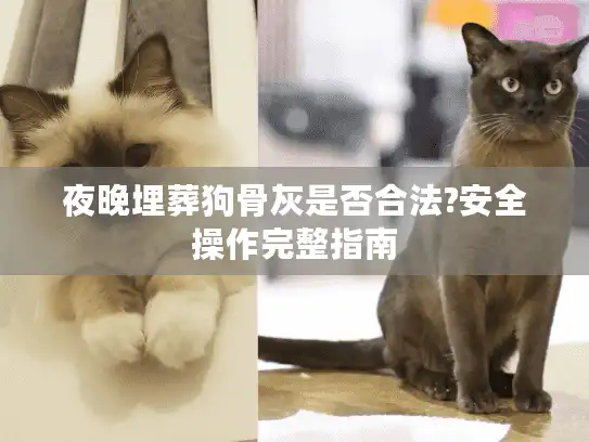 夜晚埋葬狗骨灰是否合法?安全操作完整指南