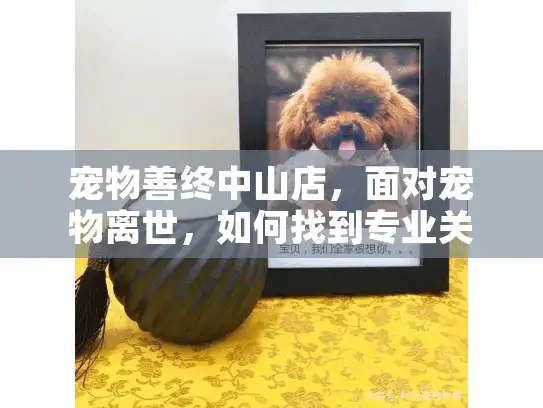 宠物善终中山店，面对宠物离世，如何找到专业关怀？