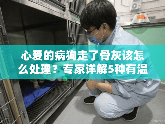 心爱的病狗走了骨灰该怎么处理？专家详解5种有温度的选择