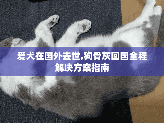 爱犬在国外去世,狗骨灰回国全程解决方案指南