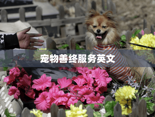 宠物善终服务英文 宠物善终服务英文