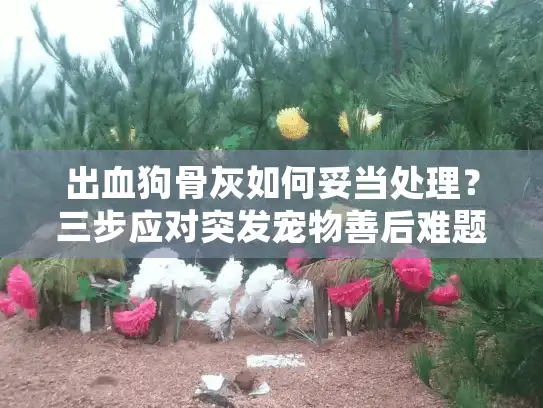 出血狗骨灰如何妥当处理？三步应对突发宠物善后难题