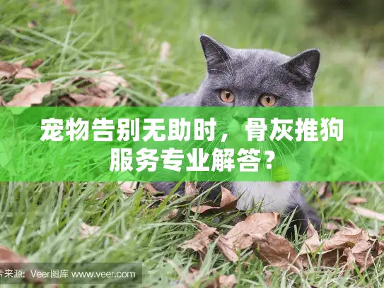 宠物告别无助时，骨灰推狗服务专业解答？