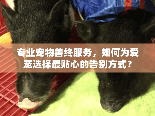 专业宠物善终服务，如何为爱宠选择最贴心的告别方式？
