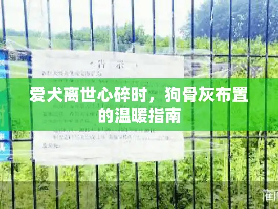 爱犬离世心碎时，狗骨灰布置的温暖指南