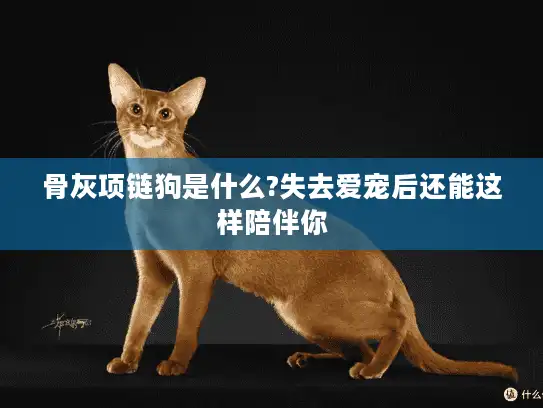 骨灰项链狗是什么?失去爱宠后还能这样陪伴你 骨灰项链狗是什么?失去爱宠后还能这样陪伴你