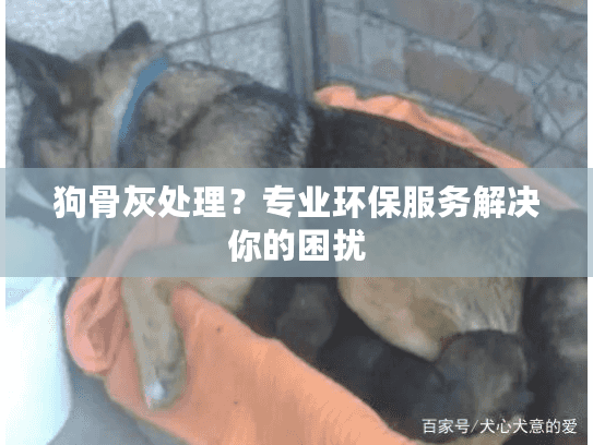 狗骨灰处理？专业环保服务解决你的困扰
