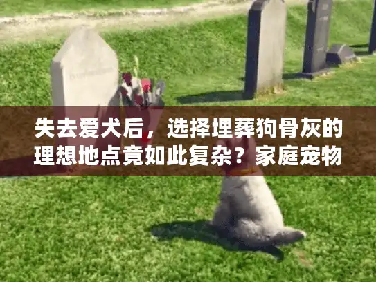 失去爱犬后，选择埋葬狗骨灰的理想地点竟如此复杂？家庭宠物安息指南