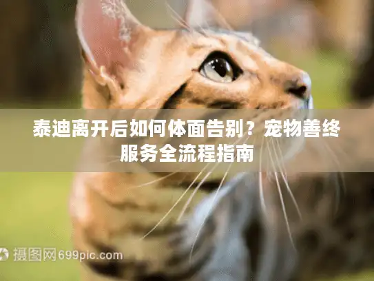 泰迪离开后如何体面告别？宠物善终服务全流程指南