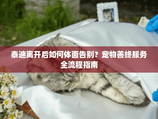 泰迪离开后如何体面告别？宠物善终服务全流程指南