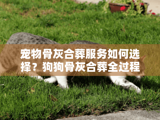 宠物骨灰合葬服务如何选择？狗狗骨灰合葬全过程指南
