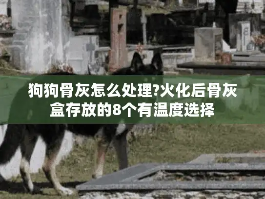 狗狗骨灰怎么处理?火化后骨灰盒存放的8个有温度选择