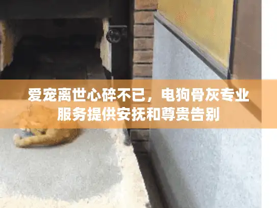 爱宠离世心碎不已,电狗骨灰专业服务提供安抚和尊贵告别 爱宠离世心碎不已,电狗骨灰专业服务提供安抚和尊贵告别