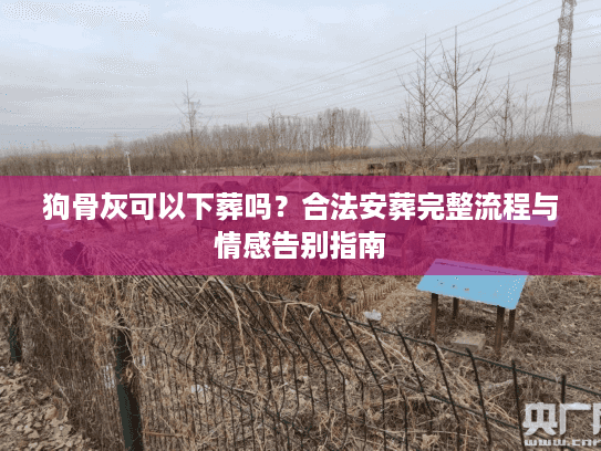 狗骨灰可以下葬吗？合法安葬完整流程与情感告别指南