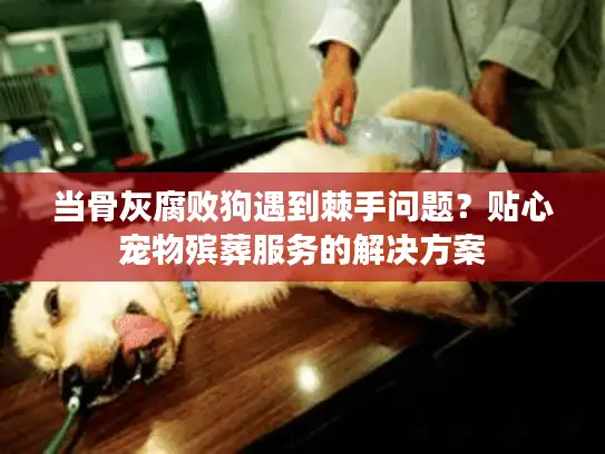 当骨灰腐败狗遇到棘手问题？贴心宠物殡葬服务的解决方案