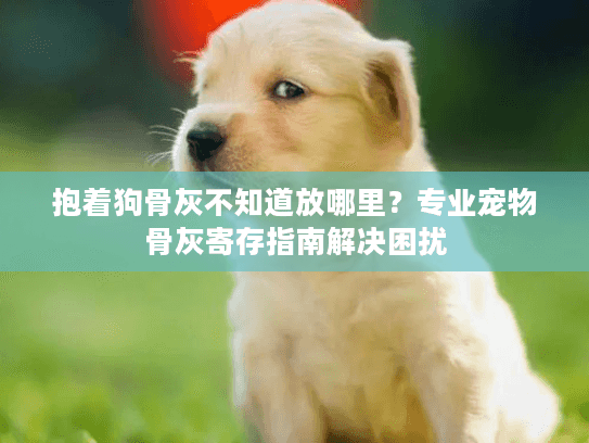 抱着狗骨灰不知道放哪里?专业宠物骨灰寄存指南解决困扰 抱着狗骨灰不知道放哪里?专业宠物骨灰寄存指南解决困扰