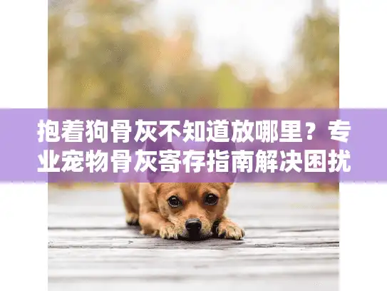抱着狗骨灰不知道放哪里?专业宠物骨灰寄存指南解决困扰 抱着狗骨灰不知道放哪里?专业宠物骨灰寄存指南解决困扰