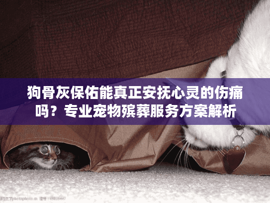狗骨灰保佑能真正安抚心灵的伤痛吗？专业宠物殡葬服务方案解析