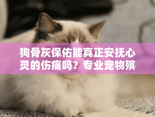 狗骨灰保佑能真正安抚心灵的伤痛吗？专业宠物殡葬服务方案解析