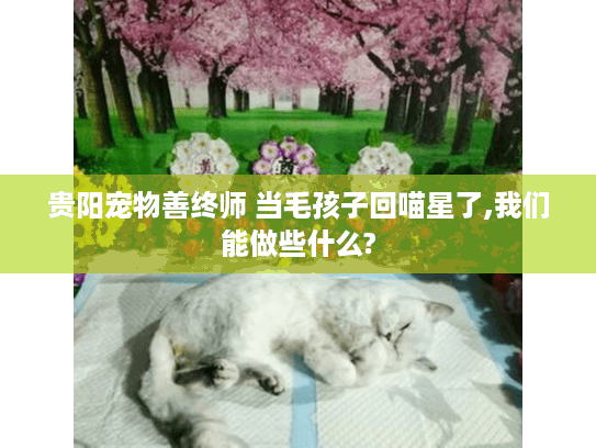 贵阳宠物善终师 当毛孩子回喵星了,我们能做些什么?