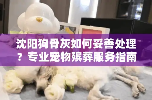 沈阳狗骨灰如何妥善处理？专业宠物殡葬服务指南