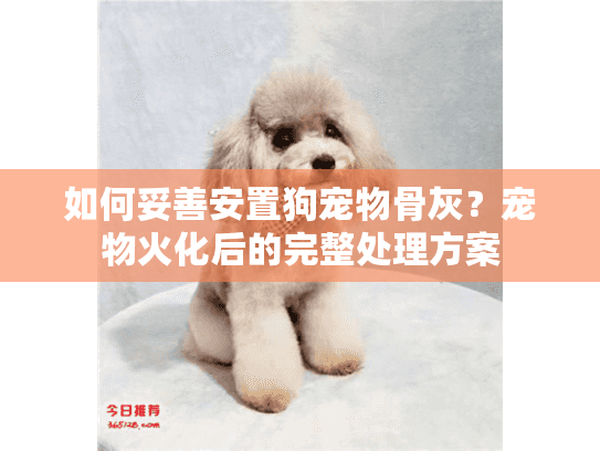 如何妥善安置狗宠物骨灰？宠物火化后的完整处理方案