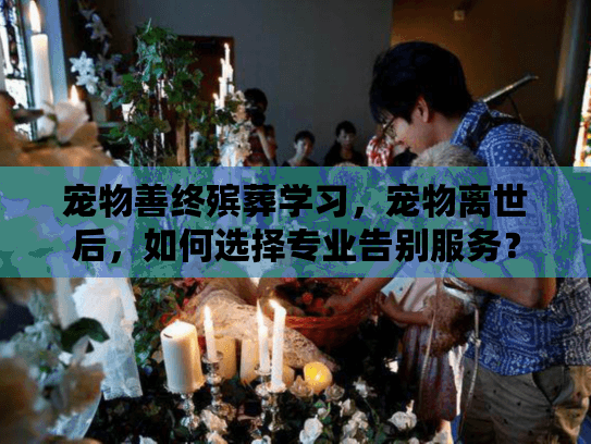 宠物善终殡葬学习，宠物离世后，如何选择专业告别服务？