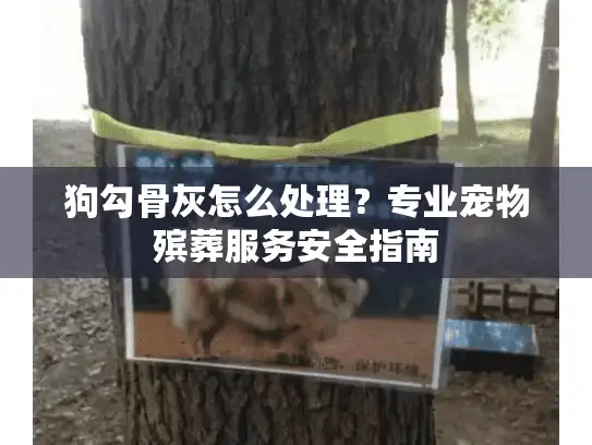 狗勾骨灰怎么处理？专业宠物殡葬服务安全指南
