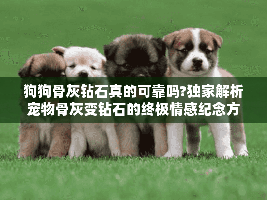 狗狗骨灰钻石真的可靠吗?独家解析宠物骨灰变钻石的终极情感纪念方案