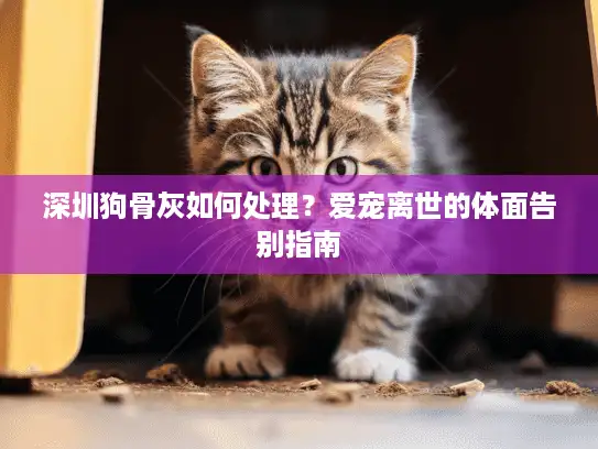 深圳狗骨灰如何处理?爱宠离世的体面告别指南 深圳狗骨灰如何处理?爱宠离世的体面告别指南