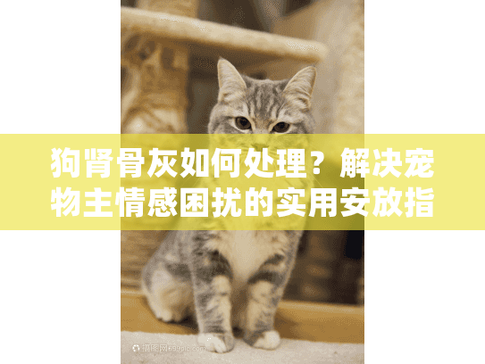 狗肾骨灰如何处理？解决宠物主情感困扰的实用安放指南