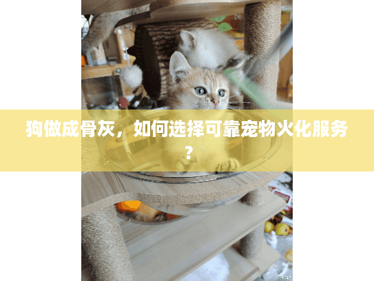 狗做成骨灰，如何选择可靠宠物火化服务？