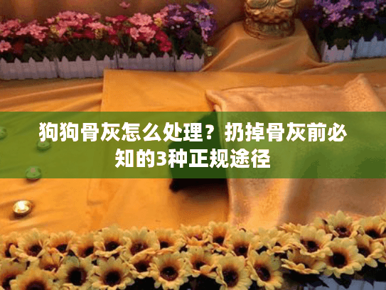 狗狗骨灰怎么处理？扔掉骨灰前必知的3种正规途径