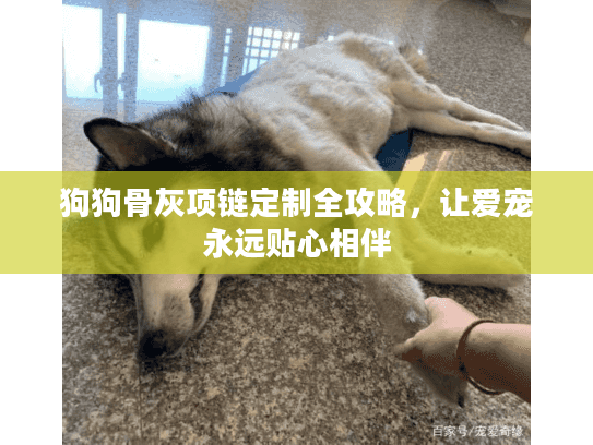 狗狗骨灰项链定制全攻略，让爱宠永远贴心相伴