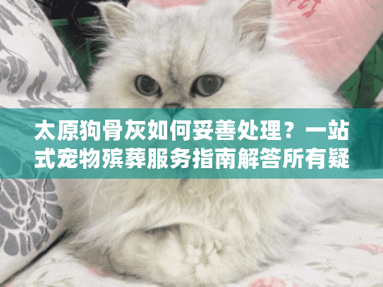 太原狗骨灰如何妥善处理？一站式宠物殡葬服务指南解答所有疑问