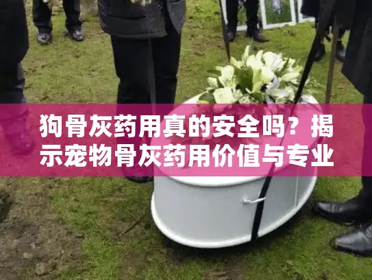 狗骨灰药用真的安全吗?揭示宠物骨灰药用价值与专业服务指南 狗骨灰药用真的安全吗?揭示宠物骨灰药用价值与专业服务指南