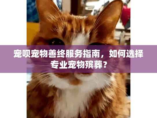 宠呗宠物善终服务指南，如何选择专业宠物殡葬？