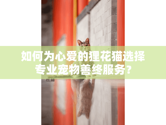 如何为心爱的狸花猫选择专业宠物善终服务？