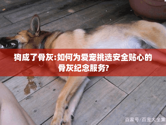 狗成了骨灰:如何为爱宠挑选安全贴心的骨灰纪念服务?