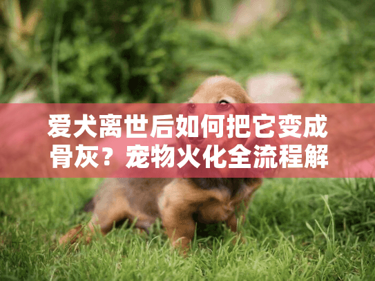 爱犬离世后如何把它变成骨灰?宠物火化全流程解析 爱犬离世后如何把它变成骨灰?宠物火化全流程解析