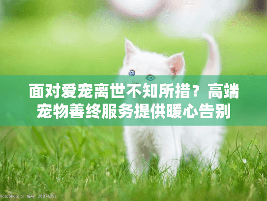 面对爱宠离世不知所措？高端宠物善终服务提供暖心告别