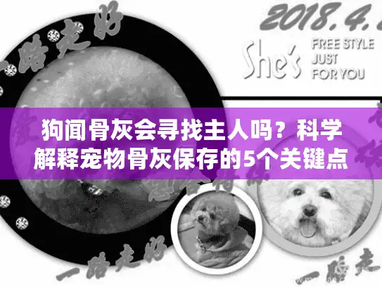狗闻骨灰会寻找主人吗？科学解释宠物骨灰保存的5个关键点
