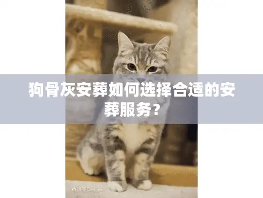 狗骨灰安葬如何选择合适的安葬服务？